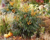 Mahonia Volcano (12)